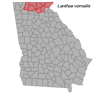 Lanthus vernailis
(Southern Pygmy Clubtail)